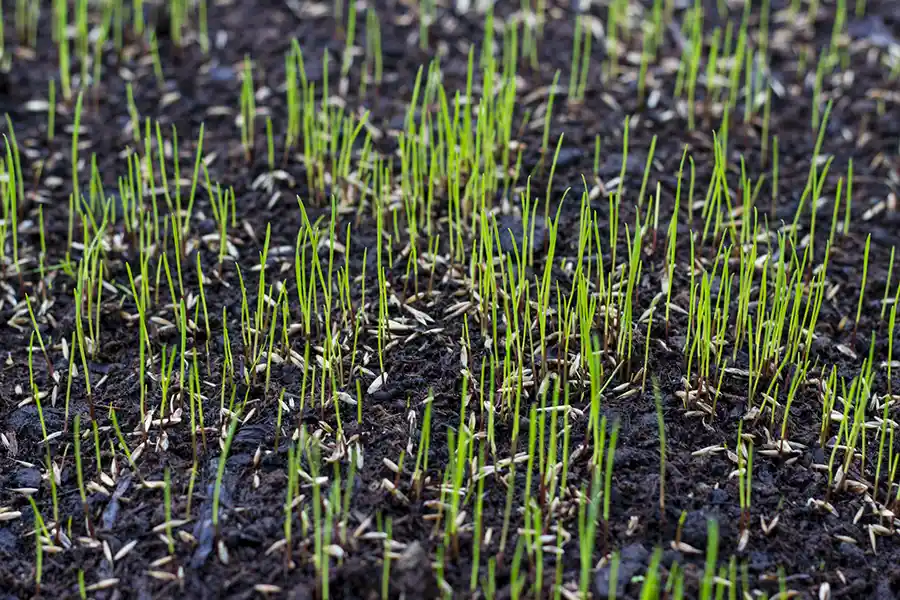 How often should you fertilize your lawn in Elgin, IL