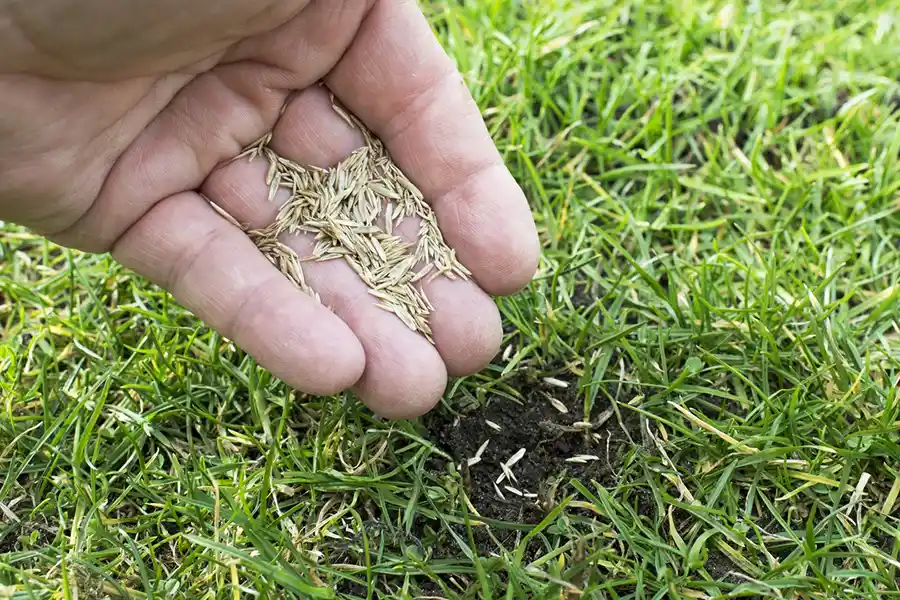 How often should you fertilize your lawn Elgin, IL