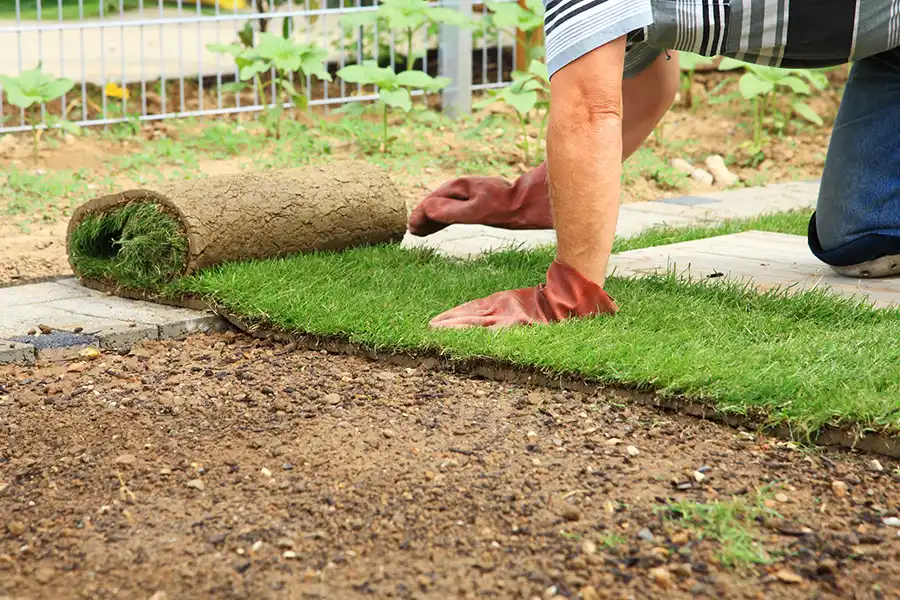 How to lay sod over existing lawn in Elgin, IL